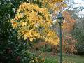 Autumn Trees lamp 